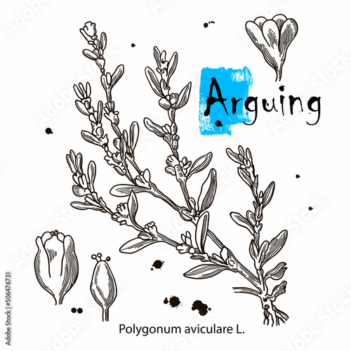 Arguing vector black and white sketch of a herb Polygonum aviculare. Botanical plant illustration. Vintage medicinal herb sketch. photo