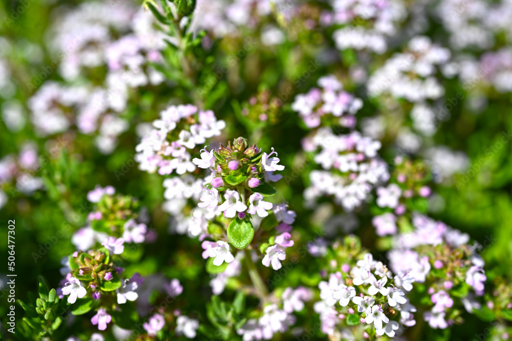 Thyme or Thymus vulgaris - perennial herb with tiny aromatic leaves. Macro image of fresh green thyme growing outdoors in the garden, selective focus. Thyme or Thymus vulgaris - perennial herb with tiny aromatic leaves. Macro image of fresh green thyme growing outdoors in the garden, selective focus.