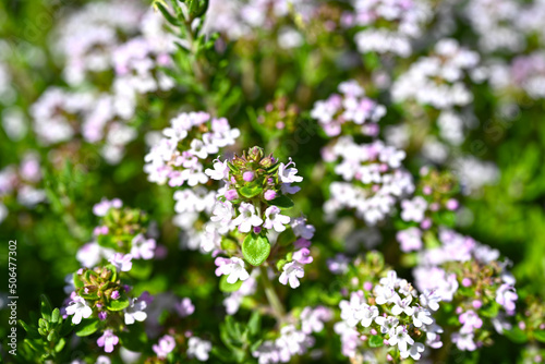 Thyme or Thymus vulgaris - perennial herb with tiny aromatic leaves. Macro image of fresh green thyme growing outdoors in the garden, selective focus. © DRBURHAN