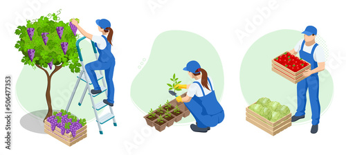 Isometric gardeners, farmers, workers caring for the garden, growing agricultural products. Grape harvest, Red wine grapes. Vineyard In Fall Harvest With Ripe Grapes. Oganic food, fine wine handmade