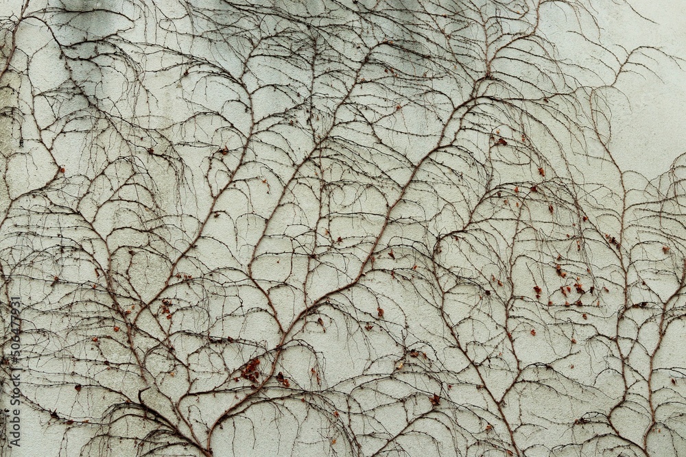 The gray wall of the building twined with dried branches of ivy resembling veins The gray wall of the building twined with dried branches of ivy resembling veins