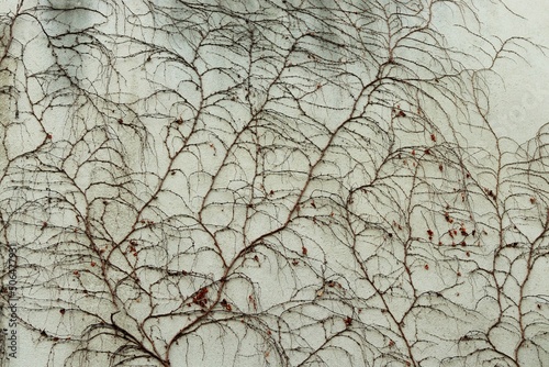 The gray wall of the building twined with dried branches of ivy resembling veins