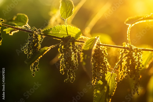 Urtica dioica, often called common nettle, or stinging nettle, or nettle leaf in sunset. Collection of nettle seeds in tsummer for preparation of funds used to normalize potency, glucose concentration photo