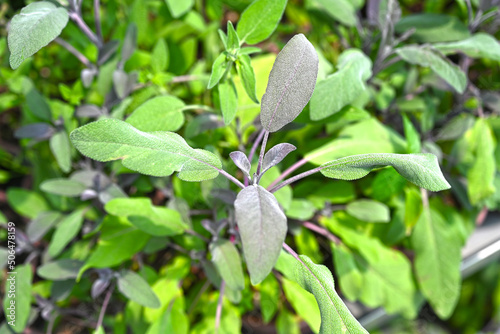 Close-up of sage plant in herb garden used for cooking. Homegrown and aromatic herb in old clay pot. Set of culinary herb. Green growing sage.