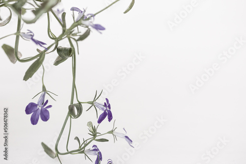 Fototapeta Naklejka Na Ścianę i Meble -  Little blue flowers, blue lobelia on white background. Mock up, copy space right
