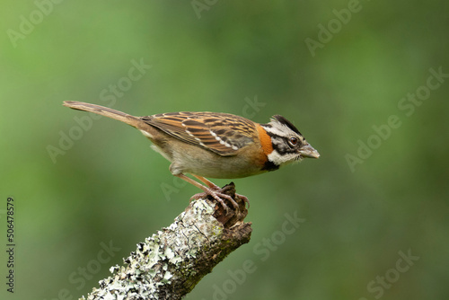 Rufous-collared Sparrow Copeton Zonotricha capensis