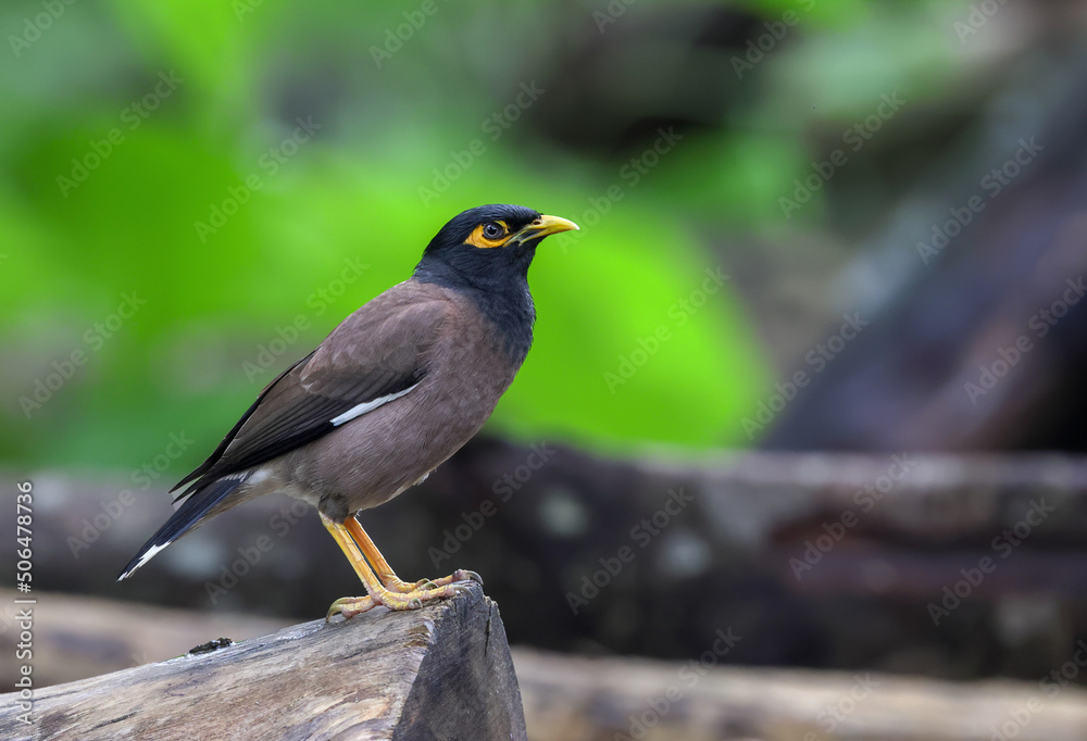The common myna or Indian myna, sometimes spelled mynah, is a bird in the family Sturnidae, native to Asia. The common myna or Indian myna, sometimes spelled mynah, is a bird in the family Sturnidae, native to Asia.