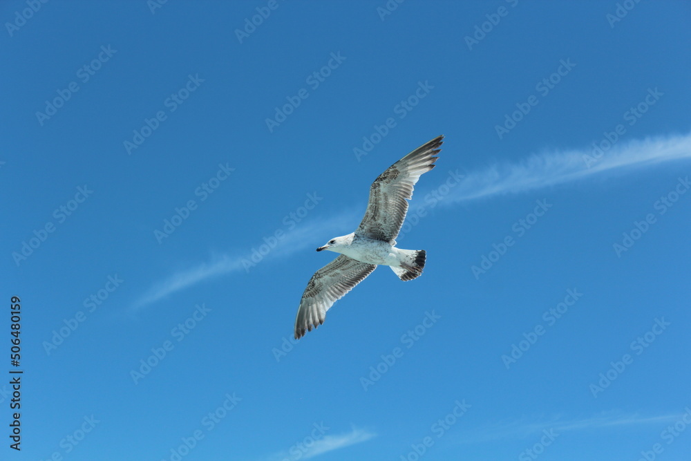 Istanbul Islands, island landscapes, seagulls, cargo ships and sailboats in the sea, black-winged seagulls soaring from the sky, Adalar Istanbul Turkey Istanbul Islands, island landscapes, seagulls, cargo ships and sailboats in the sea, black-winged seagulls soaring from the sky, Adalar Istanbul Turkey