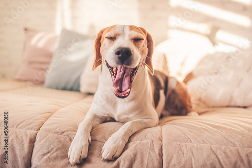 Adorable beagle dog lie down on bed indoors while yawing.