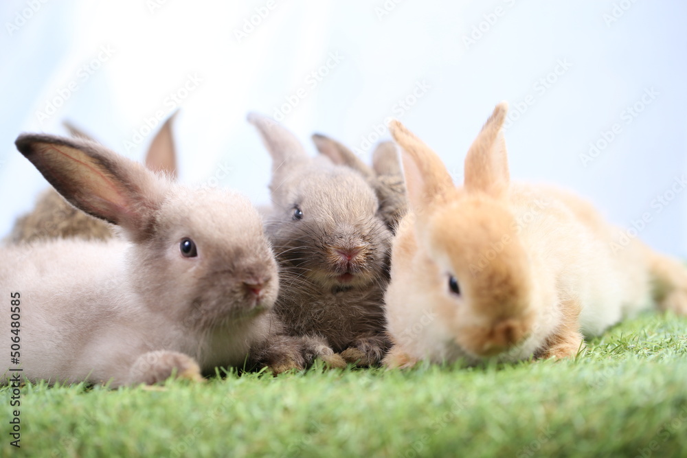 Fototapeta premium Cute little rabbit on green grass with natural bokeh as background during spring. Young adorable bunny playing in garden. Lovrely pet at park