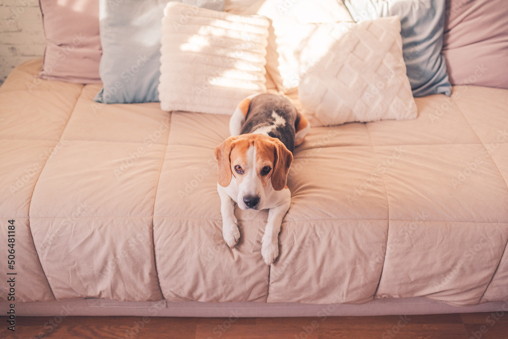 Cute beagle dog on the Bed in sunny bright room Cute beagle dog on the Bed in sunny bright room