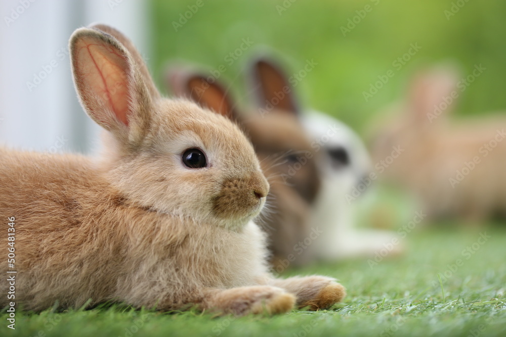 Cute little rabbit on green grass with natural bokeh as background during spring. Young adorable bunny playing in garden. Lovely pet at park with baby carrot as food.