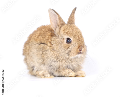 Little adorable rabbit on white background. Young cute bunny in many action and color. Lovely pet with fluffy hair. Three litle young baby rabbit brown in action. Fur pet with long ear isolated.