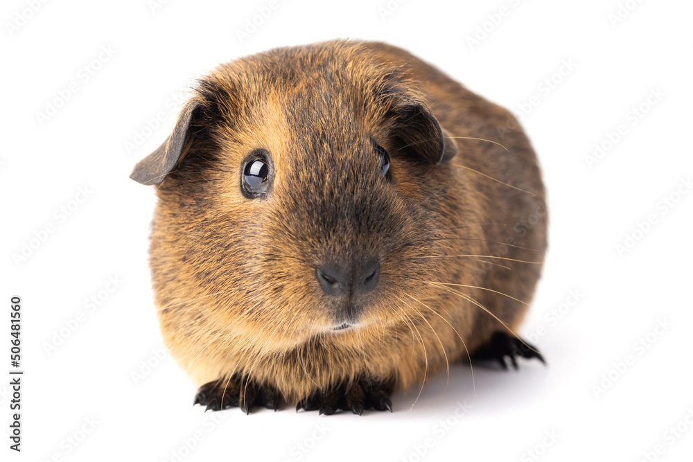 Cute little brown guinea pig isolated on white background. Domestic