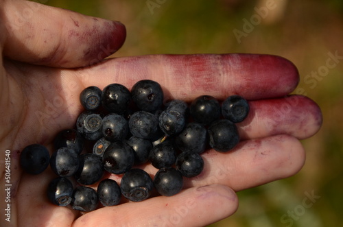 Blueberries from the forest