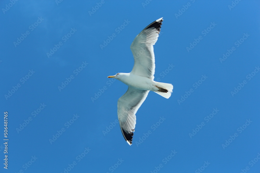 Istanbul Islands, island landscapes, seagulls, cargo ships and sailboats in the sea, black-winged seagulls soaring from the sky, Adalar Istanbul Turkey Istanbul Islands, island landscapes, seagulls, cargo ships and sailboats in the sea, black-winged seagulls soaring from the sky, Adalar Istanbul Turkey