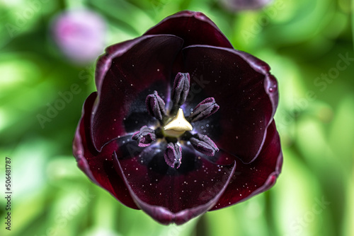 Queen Of The Night Tulip