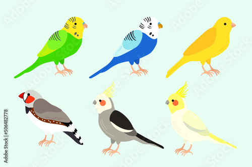 Bird Cockatiel Canary Finch Parakeet Illustration Drawing Vector Graphic Cartoon Set Collection