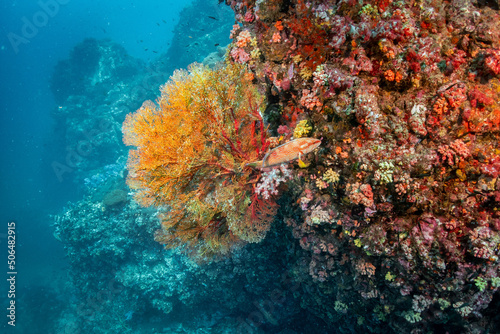 Orange coral reef and coral grouper fish or Cephalopholis miniata at North andaman dive site. Exotic underwater landscape in Thailand