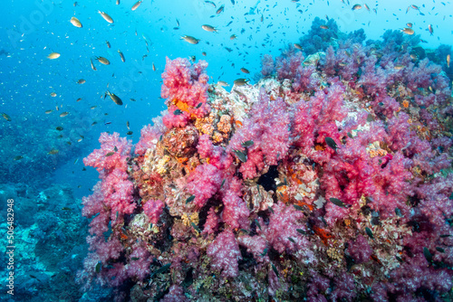 Pink soft coral and fish at Richelieu Rock dive site  North Andaman. Exotic underwater landscape in Thailand