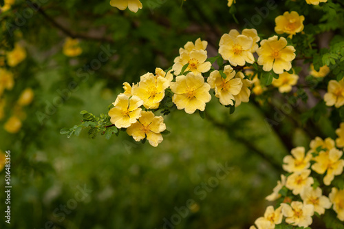 A beautiful branch with large yellow flowers on a green background.