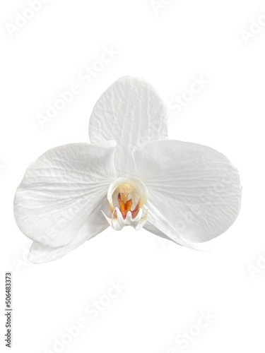 Delicate white Phalaenopsis orchid on white background.