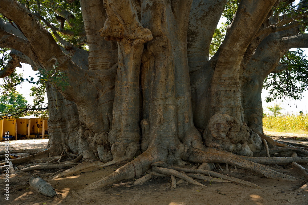 West Africa. Senegal. The sacred baobab Fadial is one of the oldest baobabs, which, according to various estimates, is about 850 years old. Inside the tree there is a large cavity in which bats live. West Africa. Senegal. The sacred baobab Fadial is one of the oldest baobabs, which, according to various estimates, is about 850 years old. Inside the tree there is a large cavity in which bats live.