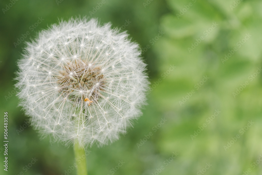 Dandelion clock on natural background wiht copy space Dandelion clock on natural background wiht copy space