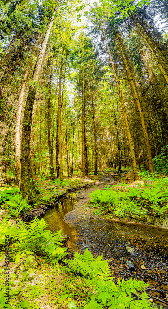 Fototapeta premium Cover page with magical pine trees forest with fern at riverside of Zschopau river near Mittweida town, Saxony, Germany.