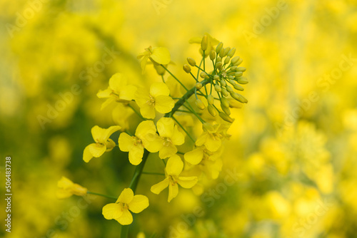 Valokuva Closeup of blooming yellow canola rapeseed plant on farm field at spring