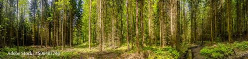 Panoramic view over magical pine trees forest with fern at riverside of Zschopau river near Mittweida town, Saxony, Germany.