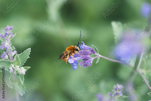 Bee eating nectar at purple little flowers in garden © Kate Pasechnik