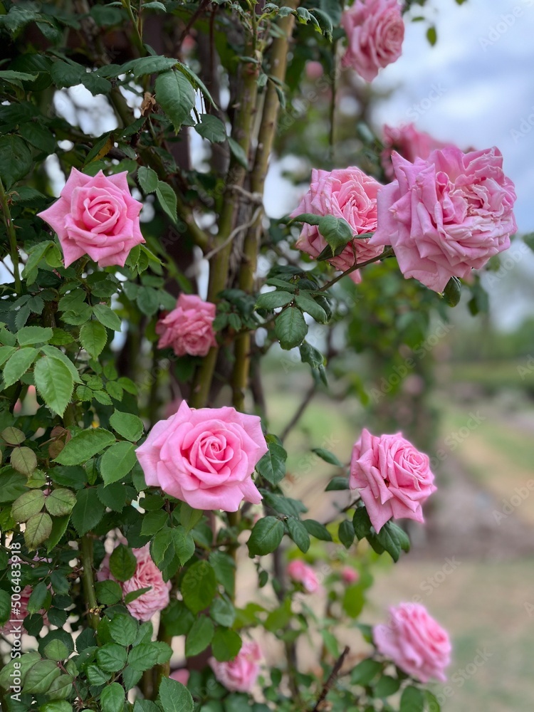 pink rose bush