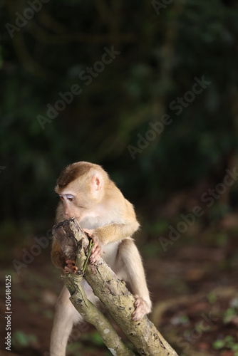 Fototapeta Naklejka Na Ścianę i Meble -  Wild monkeys are lounging and eating on the ground. in Khao Yai National Park, Thailand
