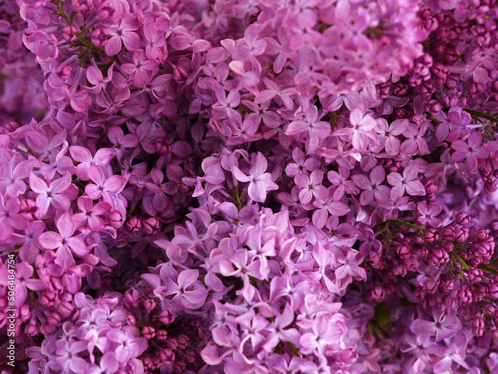 Close-up shot of  lilac flowers