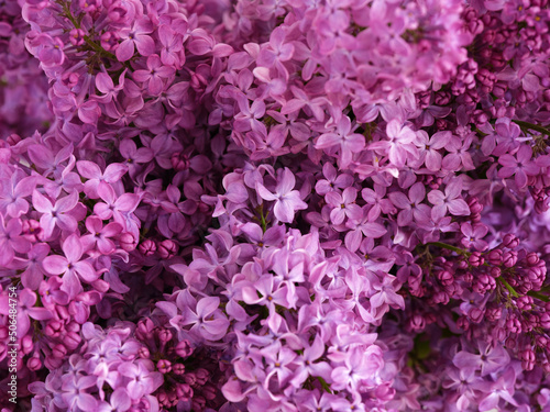 Close-up shot of lilac flowers