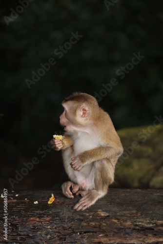 Fototapeta Naklejka Na Ścianę i Meble -  Wild monkeys are lounging and eating on the ground. in Khao Yai National Park, Thailand
