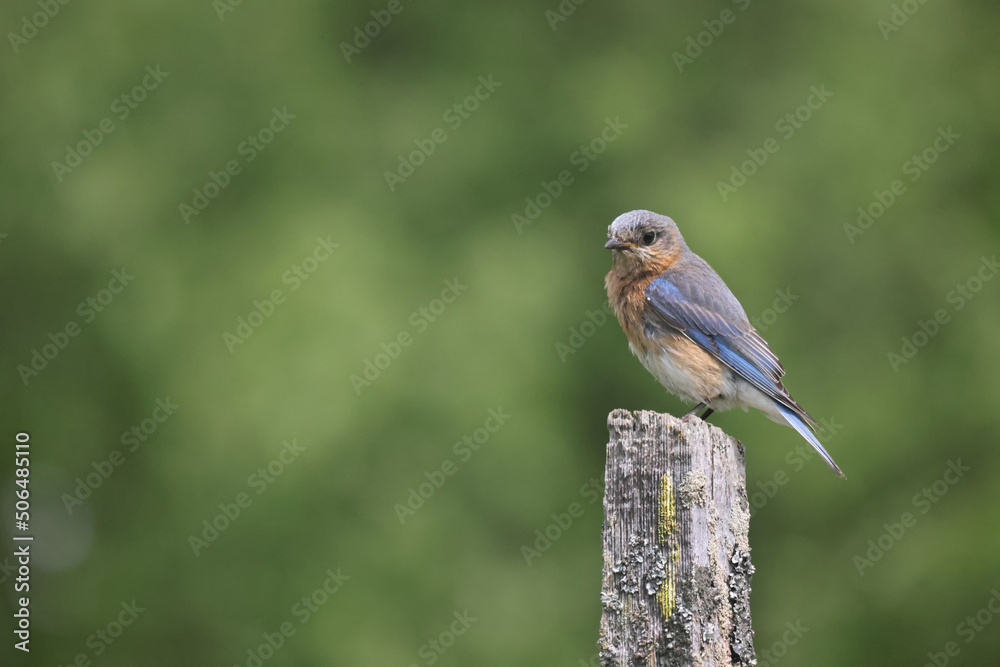 Fototapeta premium Eastern Bluebirds feeding chicks in box, or bothering nearby box with Tree Swallows and getting chases off by marsh and river on beautiful early summer day