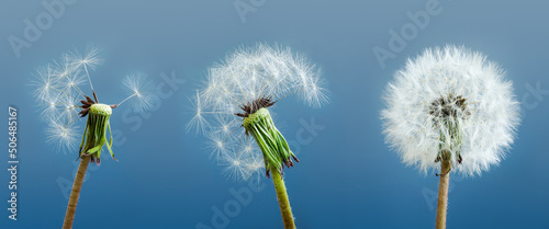 Dandelions as a symbol of mental state and stress.