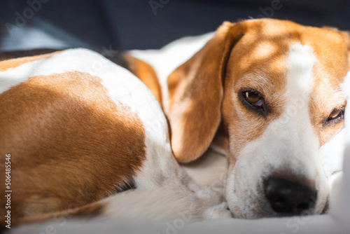 Adult male beagle dog sleeping on his pillow. Shallow depth of field. Canine theme © Przemyslaw Iciak