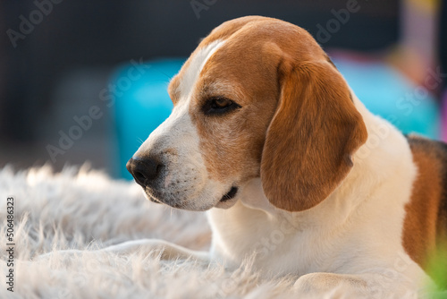 Cute beagle dog lying on a garden sofa in backyard. Dog themed background