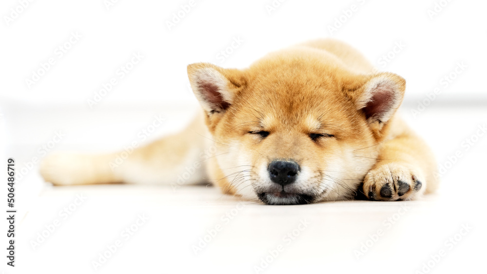 Little Shiba Inu puppy lying on the couch