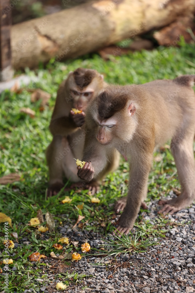 Wild monkeys are lounging and eating on the ground. in Khao Yai National Park, Thailand Wild monkeys are lounging and eating on the ground. in Khao Yai National Park, Thailand