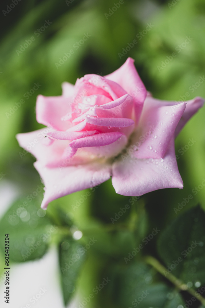 Beautiful summer card with a pink rose in the garden vertical background, soft focus. Background with flower and copy space for text Beautiful summer card with a pink rose in the garden vertical background, soft focus. Background with flower and copy space for text