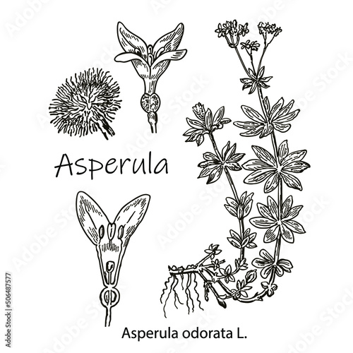 Asperula odorate or Sweet woodruff vintage engraving. Old engraved illustration of the asperula plant and flower closeup, isolated against a white background
