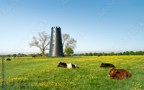 Disused mill flanked by trees and flowering buttercups and cattle on the Westwood. Beverley, UK. photo