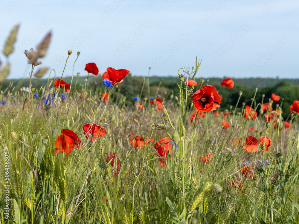 Naklejka premium Mohnblume