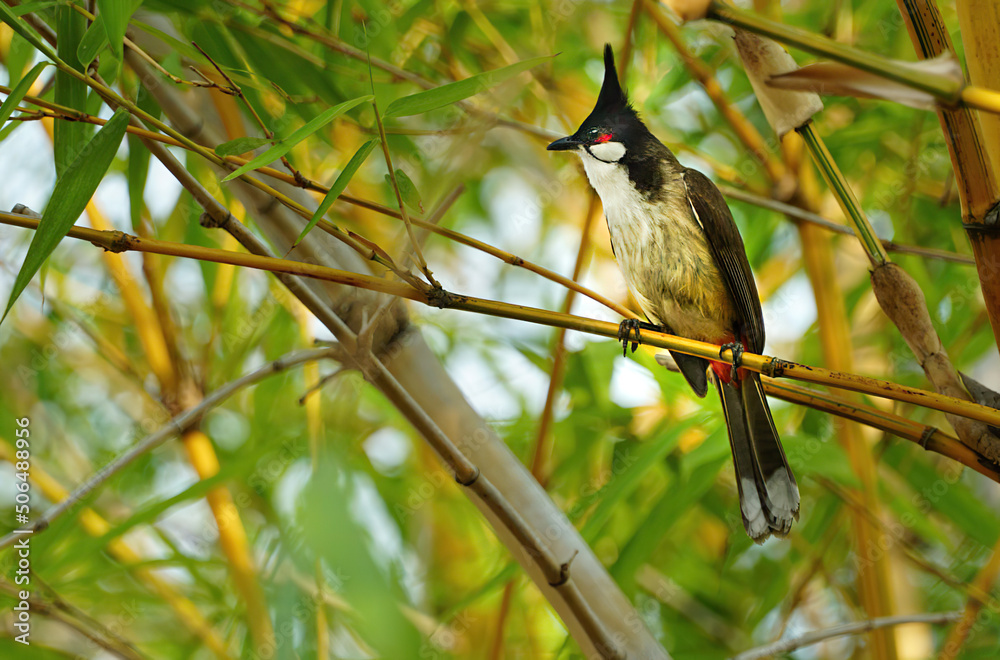 Bulbul de bigode vermelho, ou bulbul com crista, é uma ave passeriforme ...