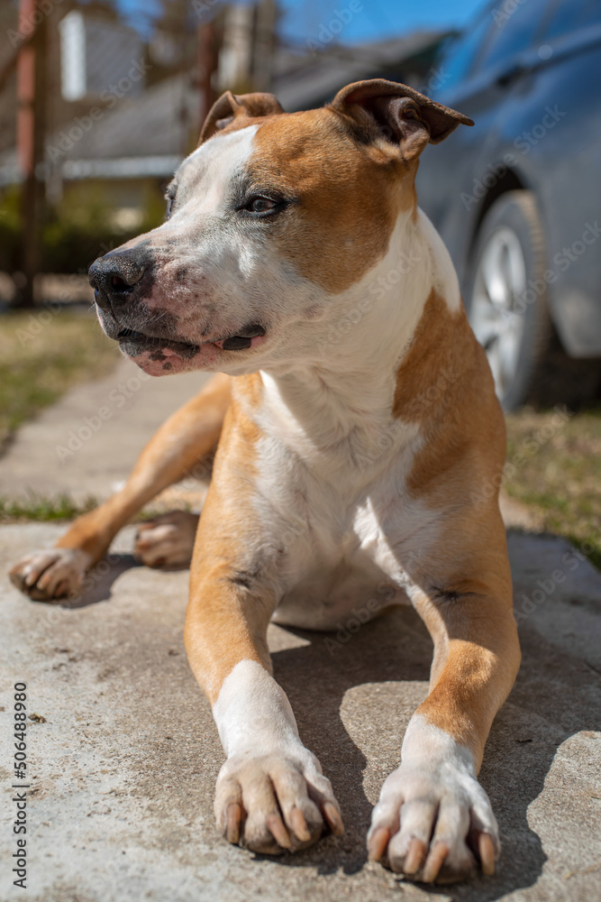 Close up portrait of a cute red American Staffordshire Terrier lying on the ground and enjoying the sun on a sunny spring day.