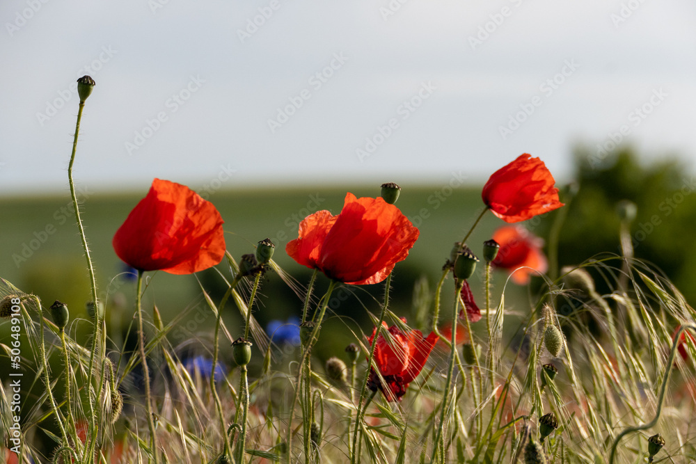 Naklejka premium Mohnblume